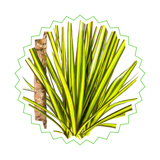 Drachenbaum "Sunray" - ⭥90cm