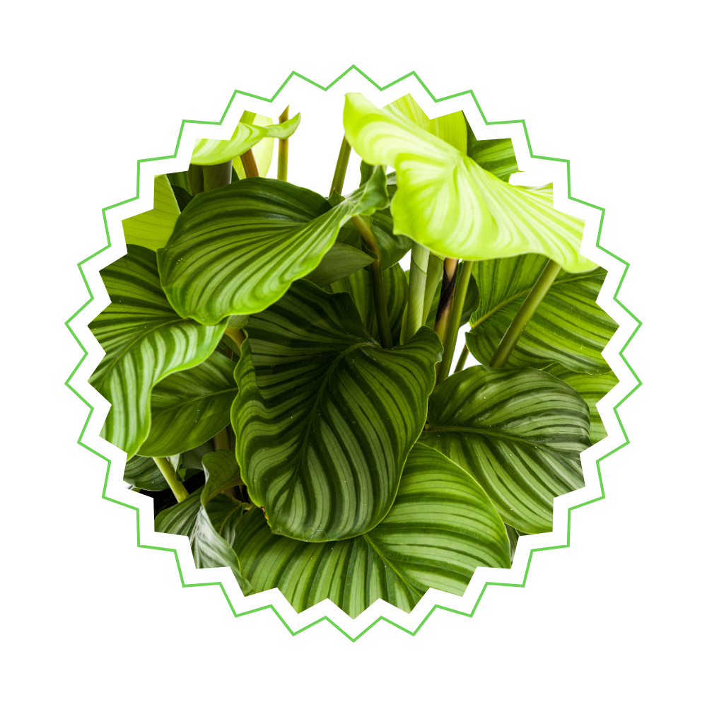 Calathea Orbifolia - ⭥75cm