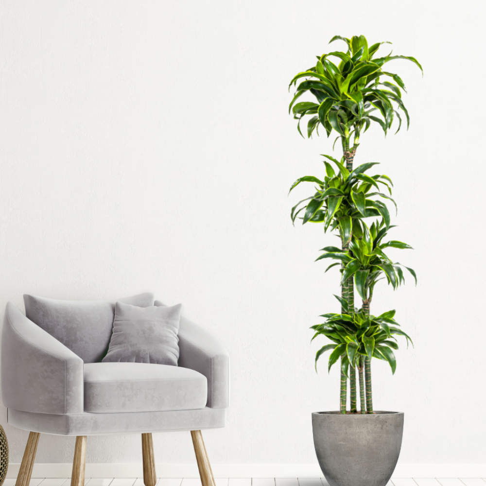 Dracaena Deremensis "Dorado" - ⭥180cm