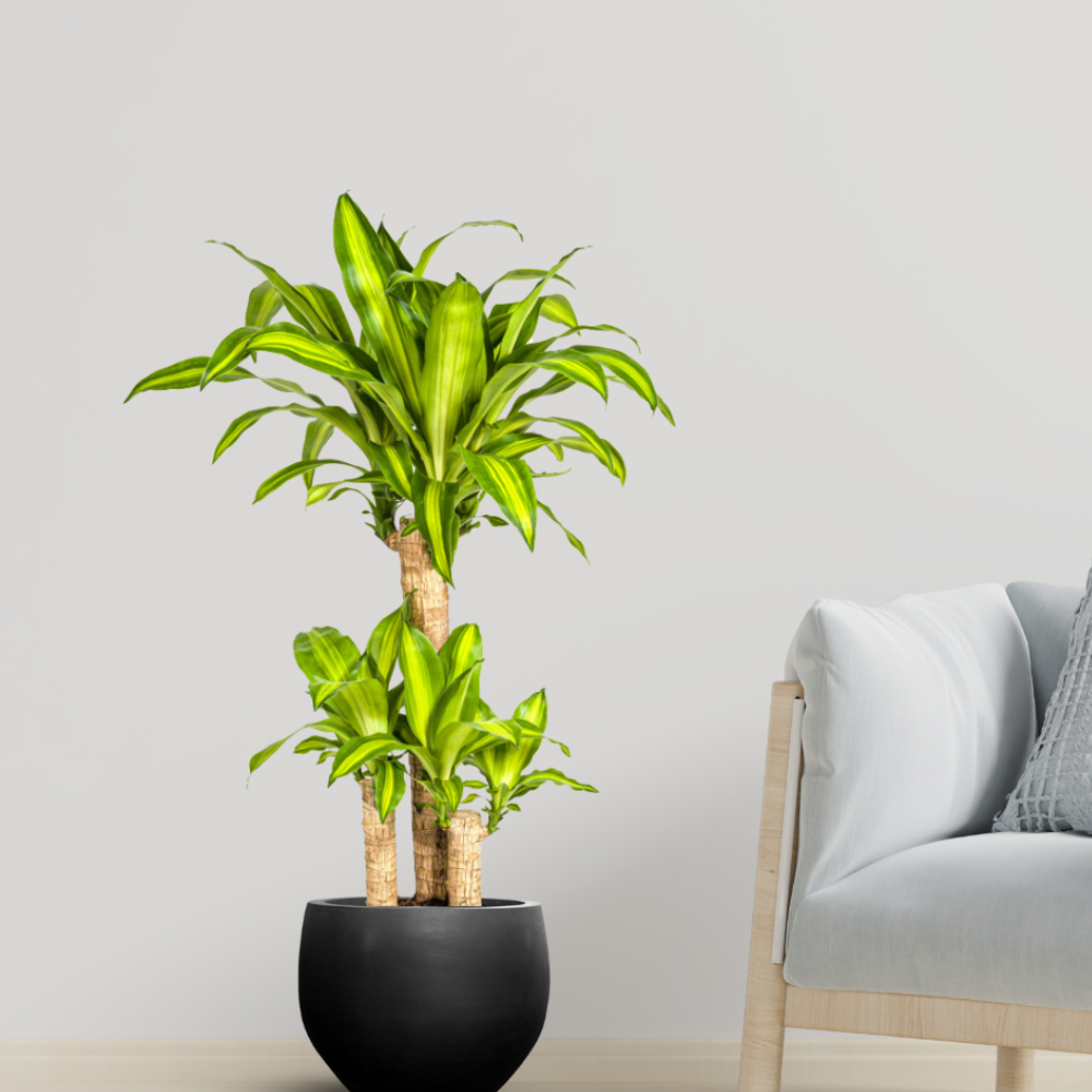 Dracaena Fragrans "Massangeana" - ⭥100cm