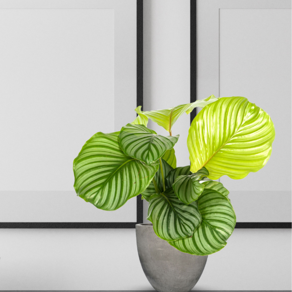 Calathea Orbifolia - ⭥45cm