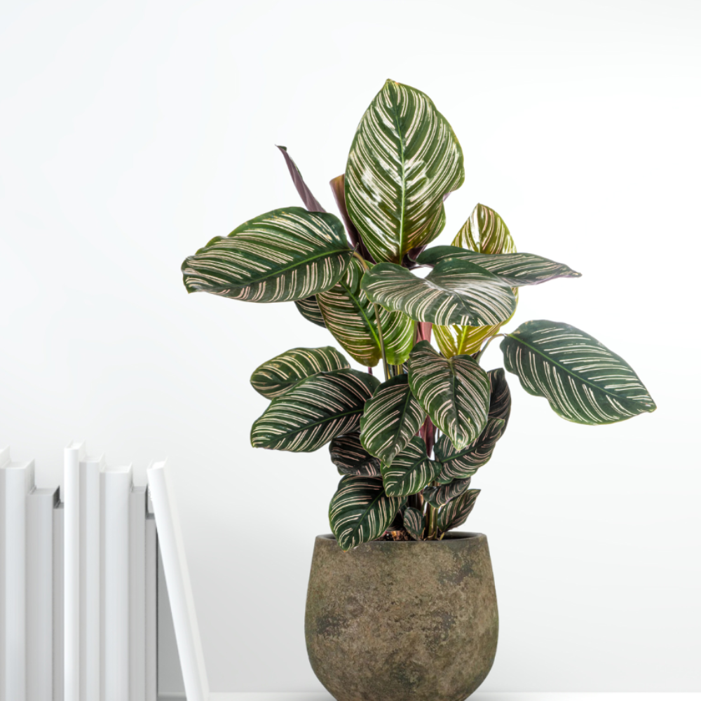 Calathea Sanderiana - ⭥45cm