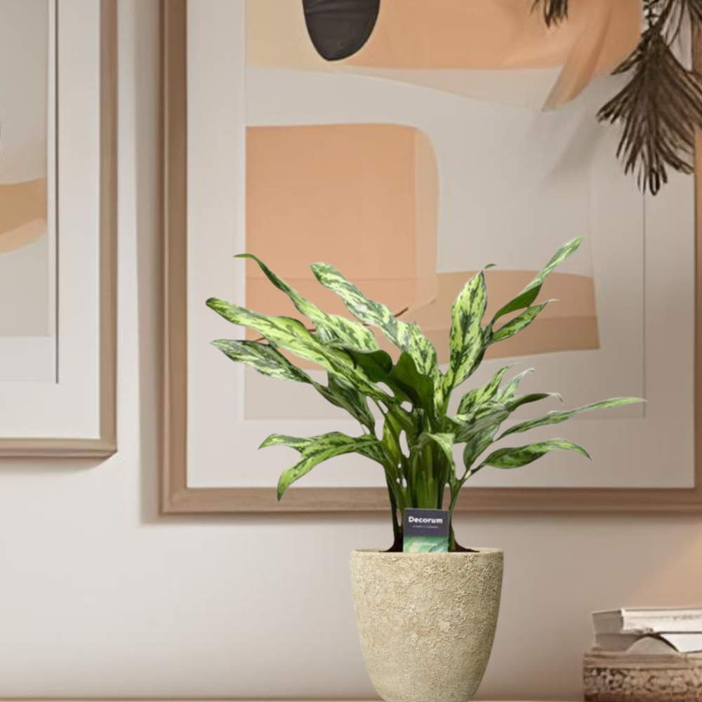 Aglaonema Juliette - ⭥40cm