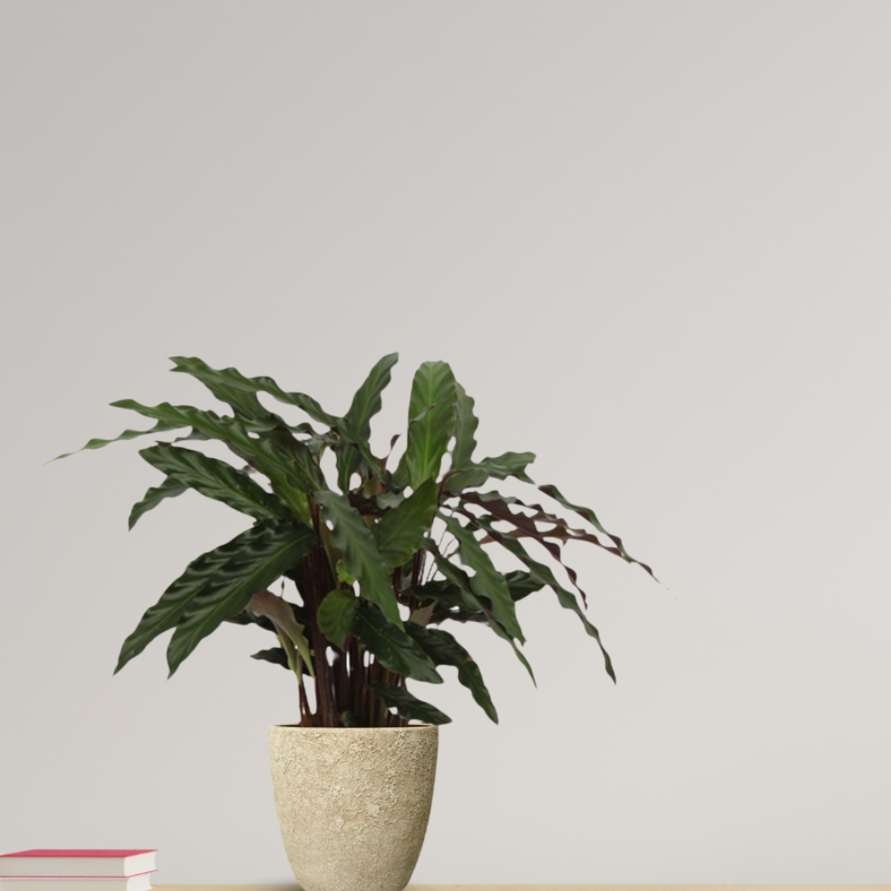 Calathea Elgergrass - ⭥35cm
