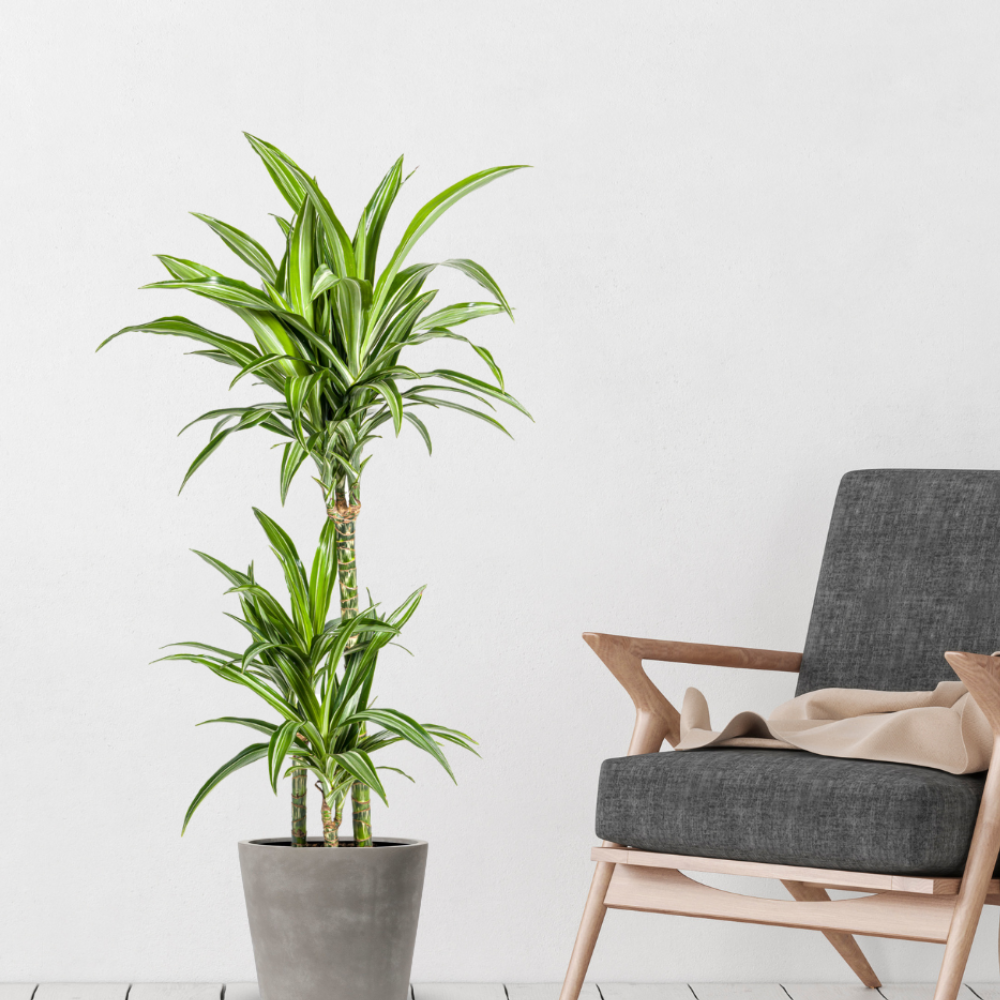 Dracaena Deremensis "White Stripe" - ⭥100cm