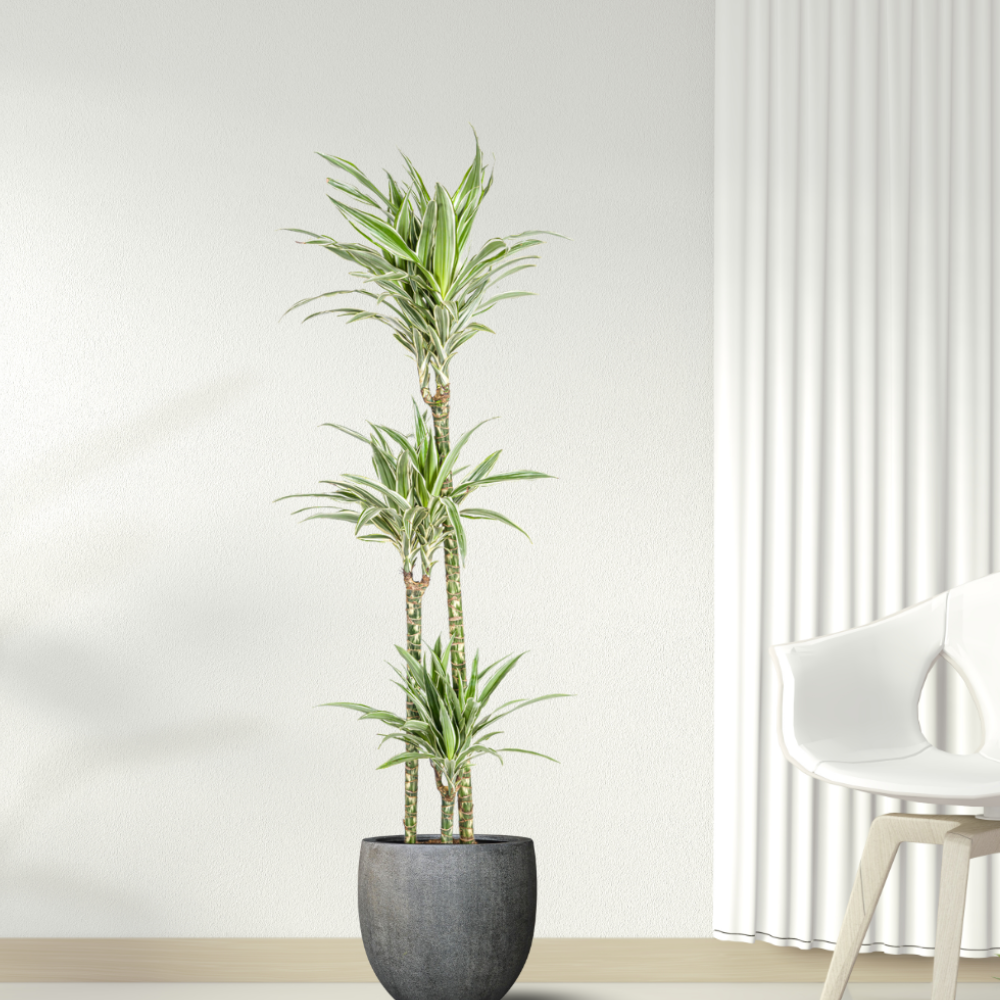 Dracaena Deremensis "White Stripe" - ⭥140cm
