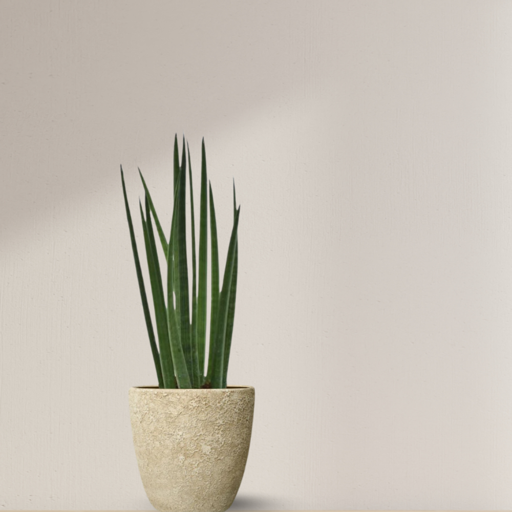 Sansevieria Cylindrica "Bacularis" - ⭥38cm