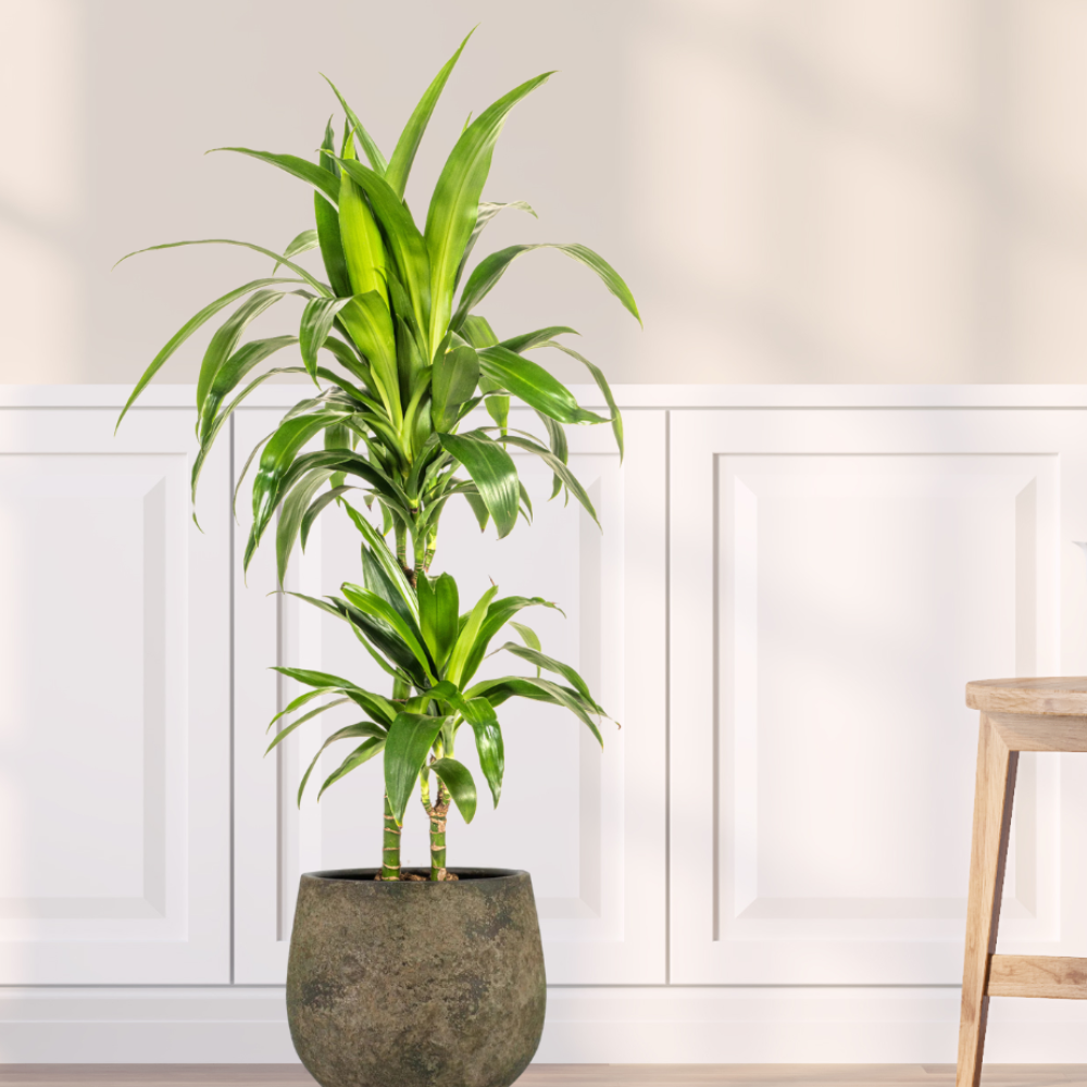 Dracaena Deremensis "Lisa" - ⭥80cm
