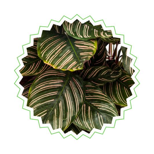 Calathea Sanderiana - ⭥70cm