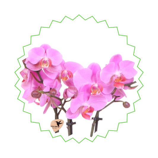 Rosa Orchidee "Frederikstad" - ⭥35cm