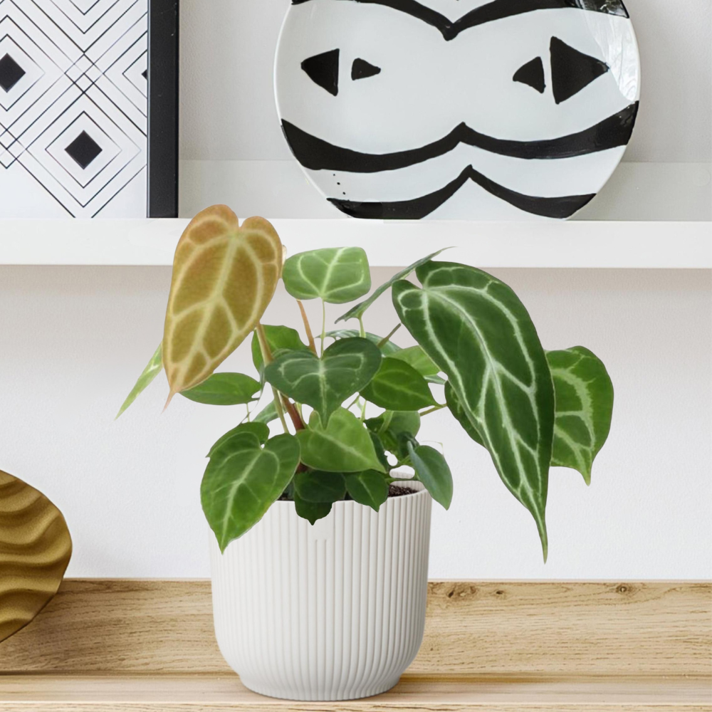 Anthurium Crystallinum - ⭥35cm