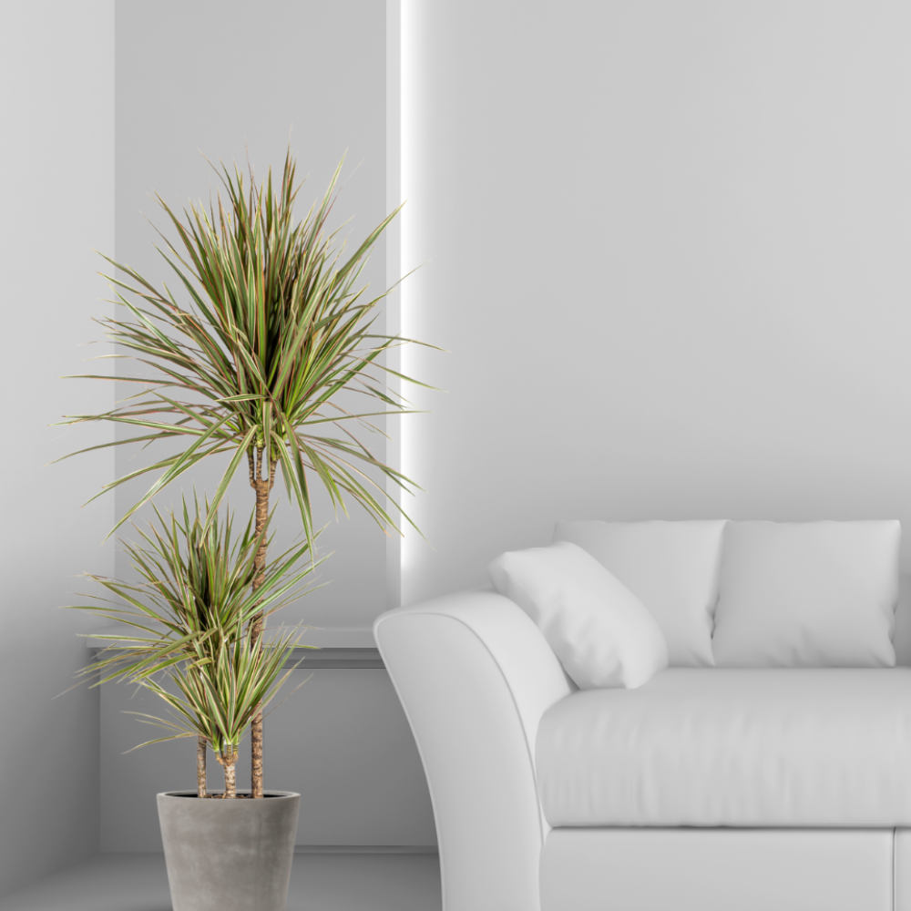 Dracaena Marginata "Bicolor" - ⭥120cm