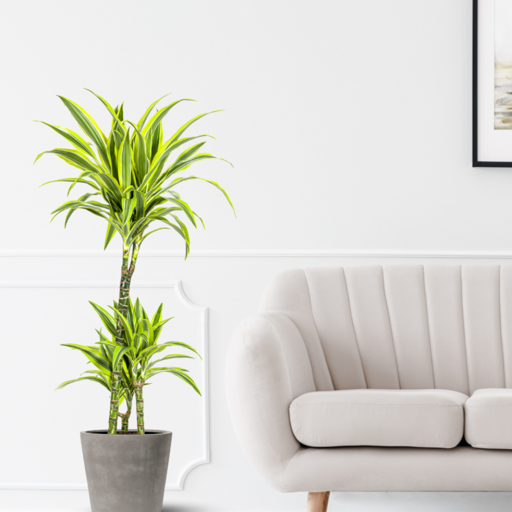 Dracaena Deremensis "Lemon Lime" - ⭥100cm