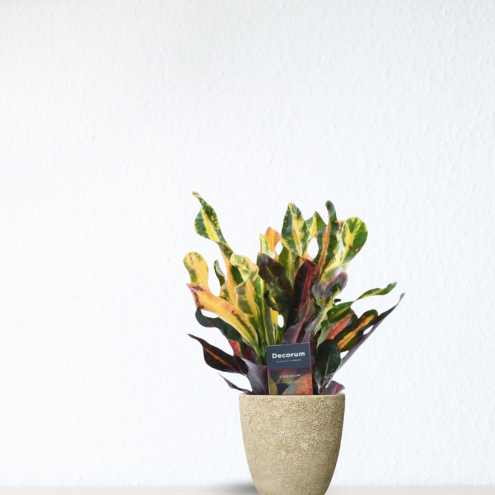 Croton Mammi - "Wunderstrauch" - ⭥30cm