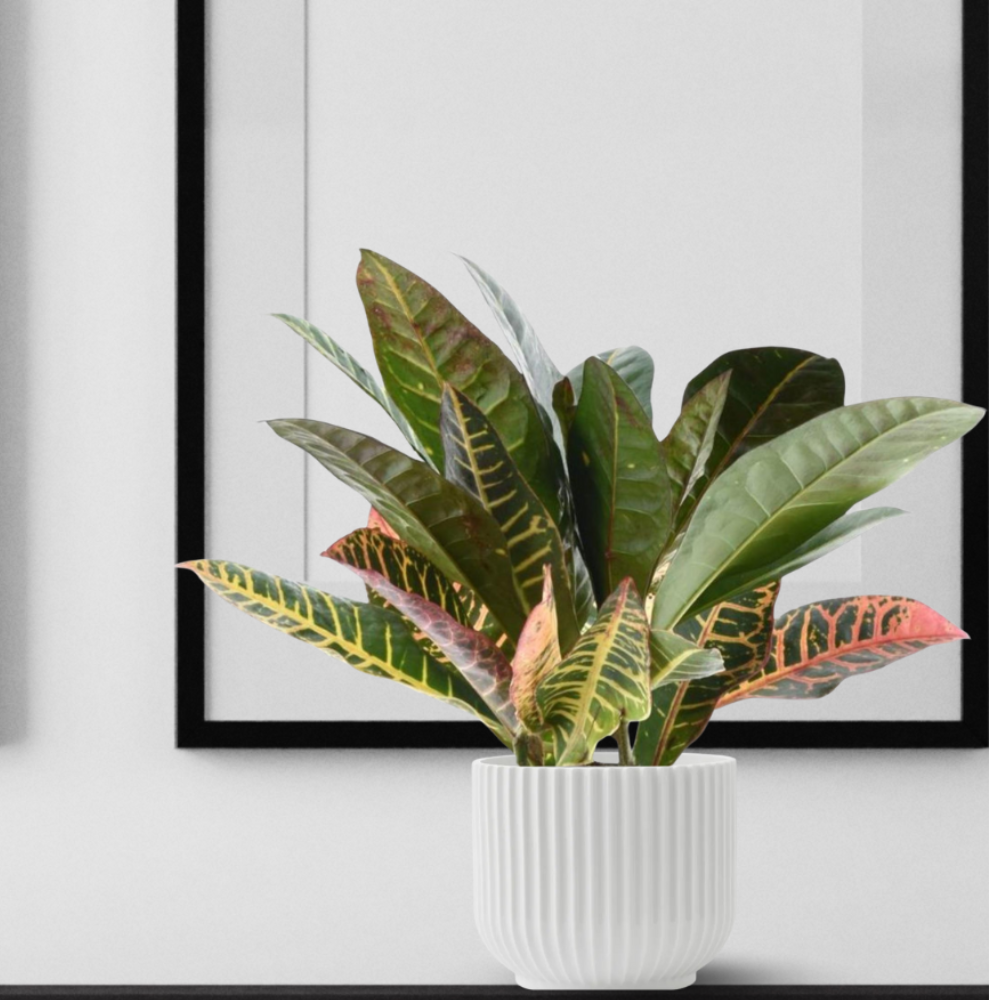 Croton Petra - "Wunderstrauch" - ⭥30cm