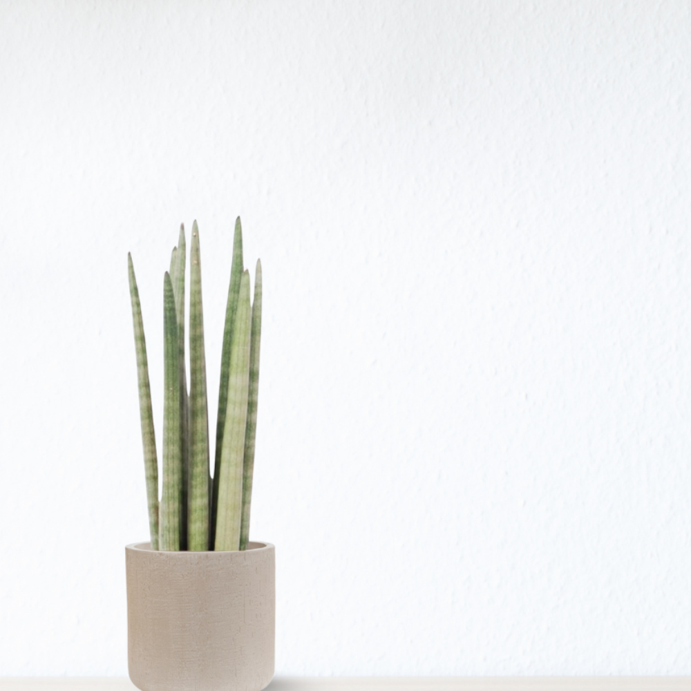 Sansevieria Cylindrica "Spaghetti" - ⭥40cm