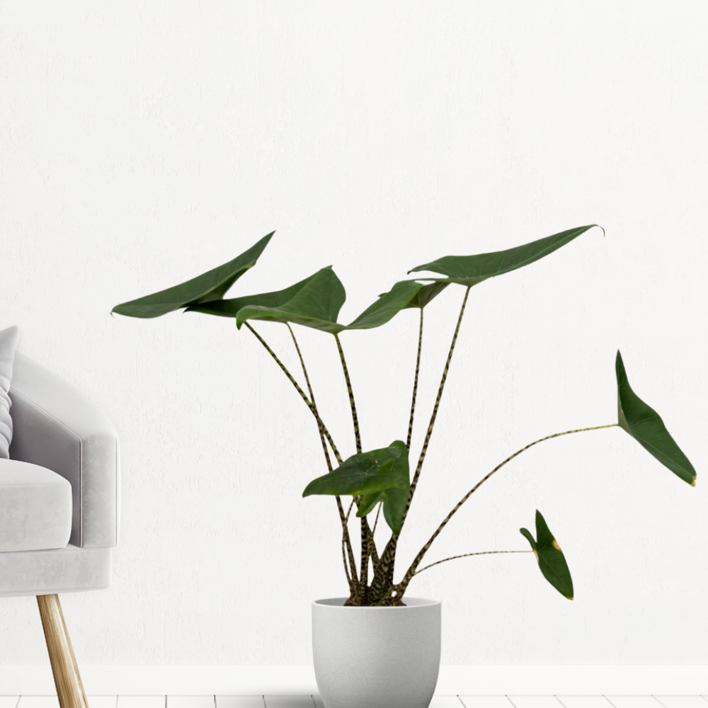 Alocasia Zebrina - "Zebrapflanze" - ⭥80cm