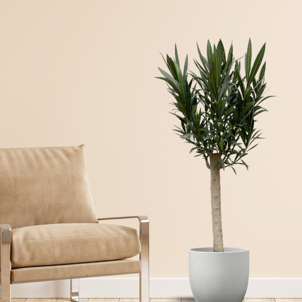 Nerium Oleander mit weißen Blüten - ⭥110cm