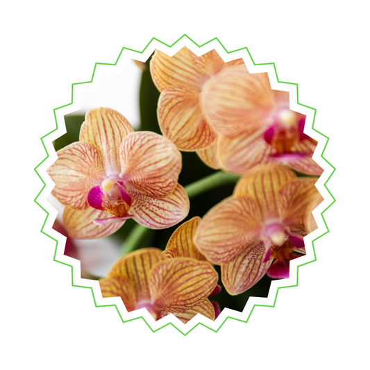 Orangene Orchidee "Bolzano" - ⭥35cm
