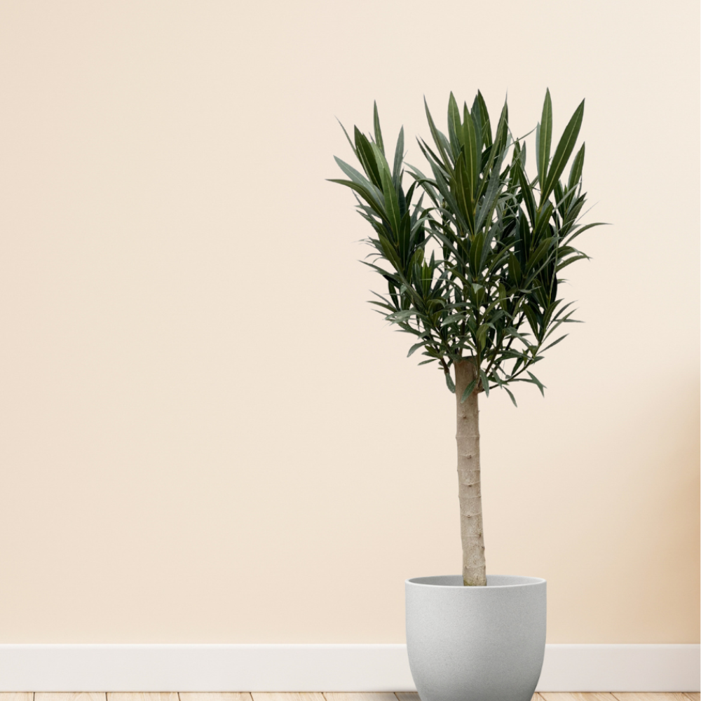 Nerium Oleander mit roten Blüten - ⭥110cm