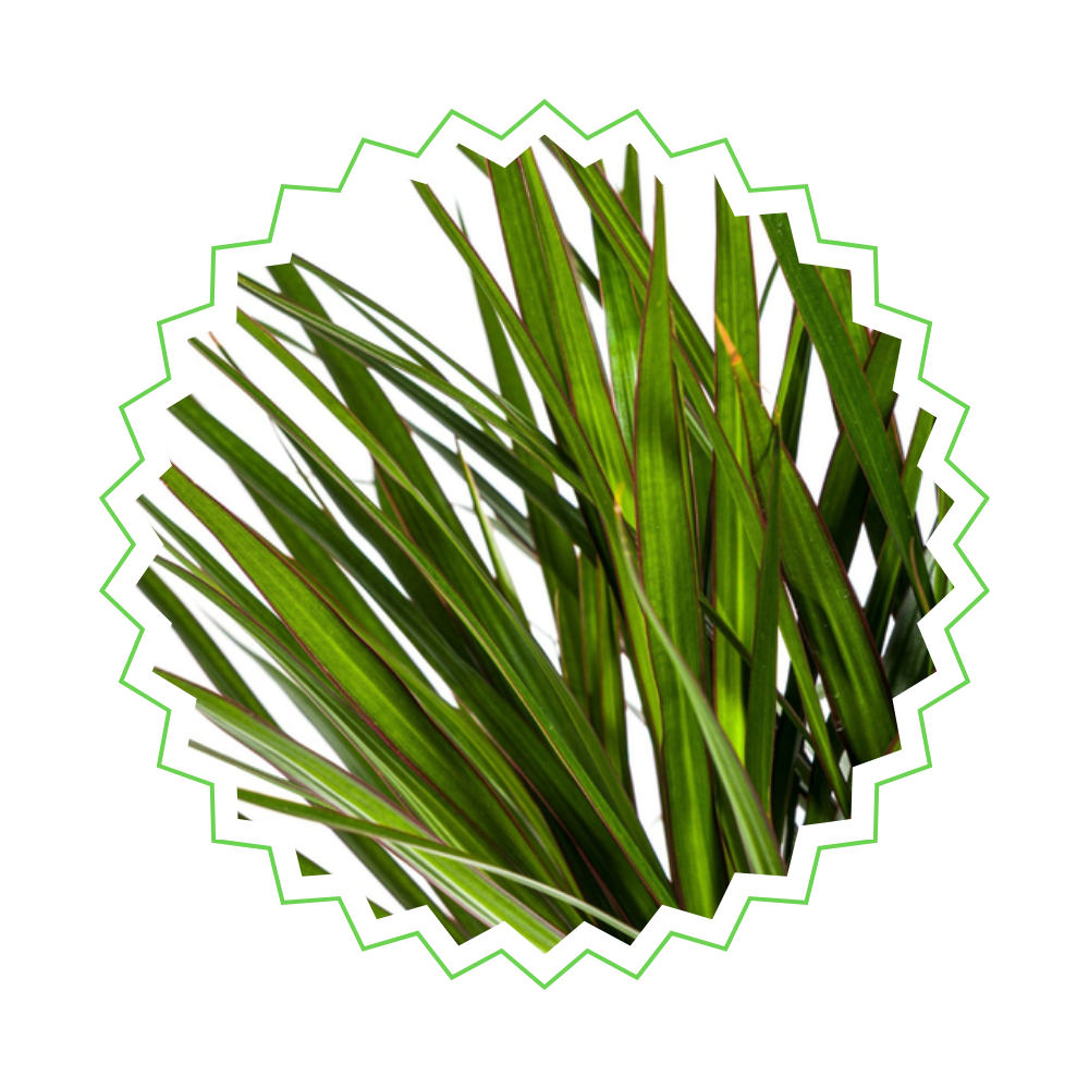 Dracaena Marginata "Green" - ⭥140cm