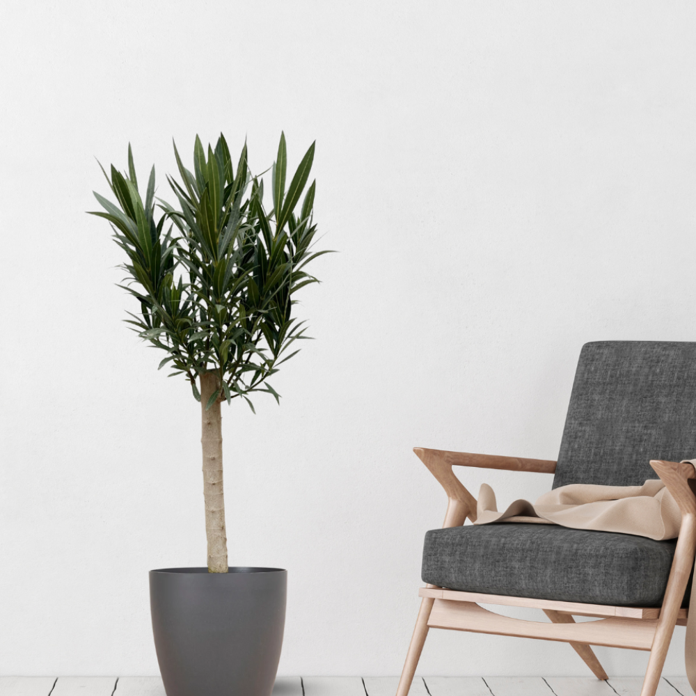 Nerium Oleander mit rosa Blüten - ⭥110cm