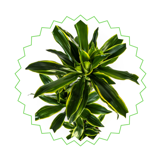 Drachenbaum "Golden Coast" - ⭥140cm