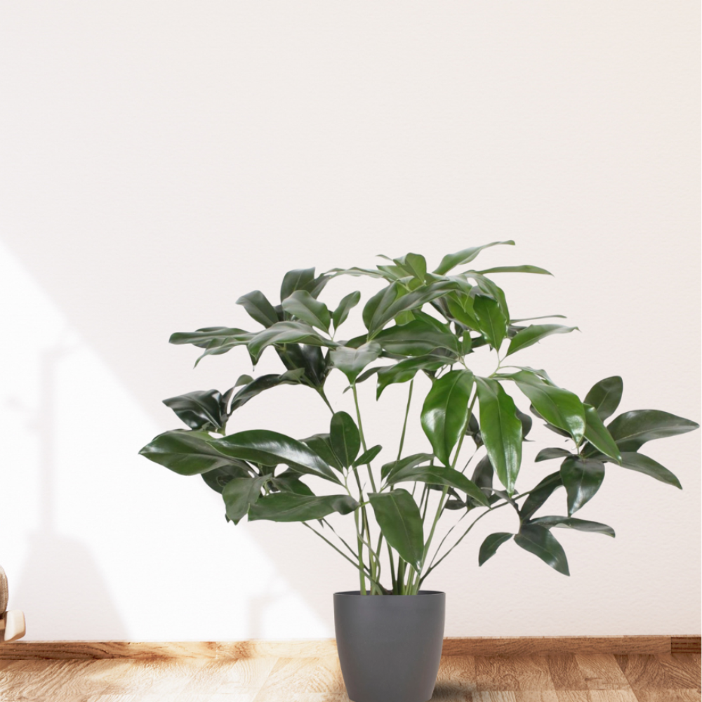 Philodendron Green Wonder - ⭥120cm