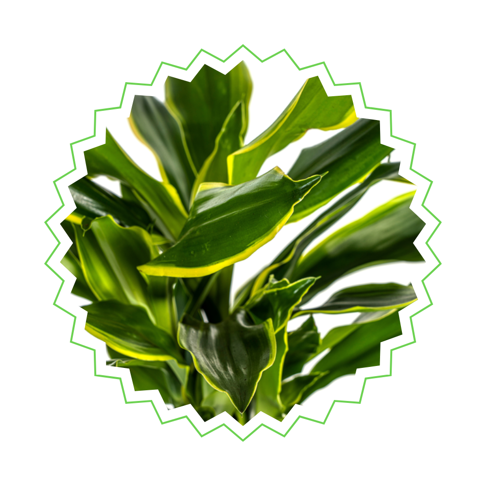 Dracaena Fragrans "Golden Coast" - ⭥100cm