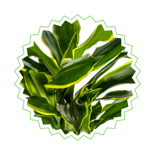 Drachenbaum "Golden Coast" - ⭥100cm