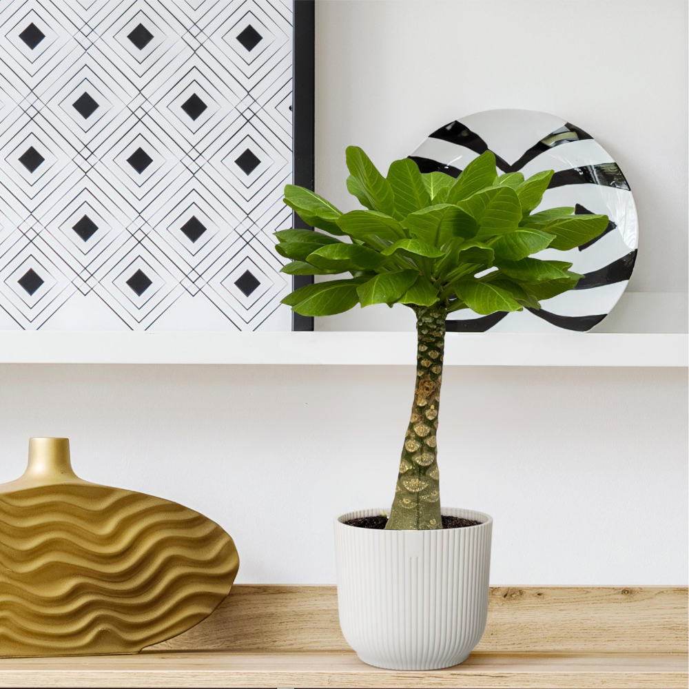 Brighamia Insignis - "Hawaii Palme" - ⭥30cm