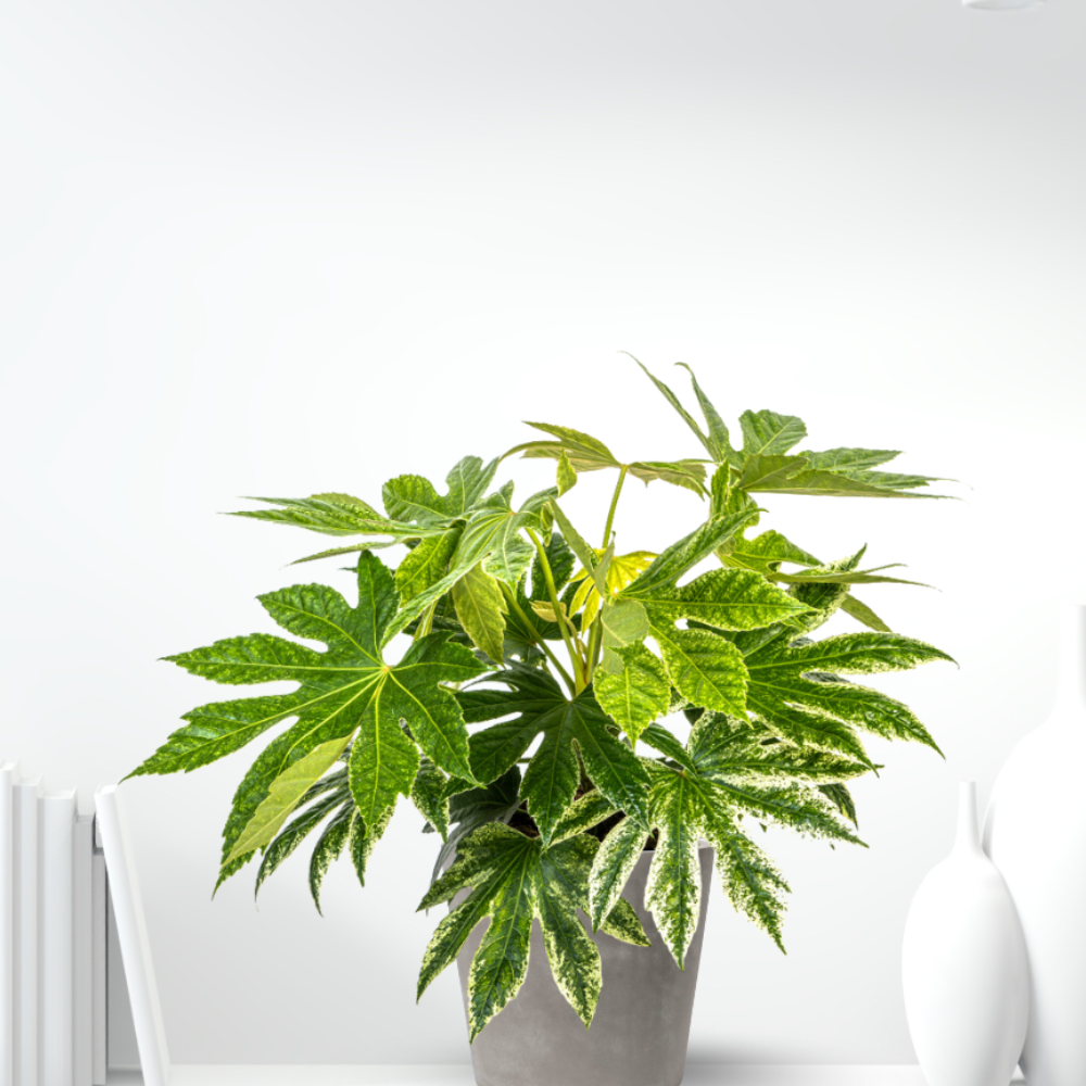 Fatsia Japonica Spider's Web - "Japanische Aralie" - ⭥45cm