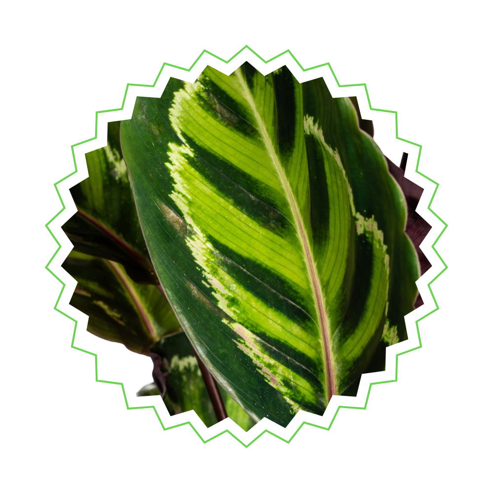 Calathea Roseopicta - ⭥45cm