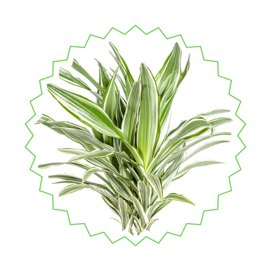 Dracaena Deremensis "White Stripe" - ⭥140cm