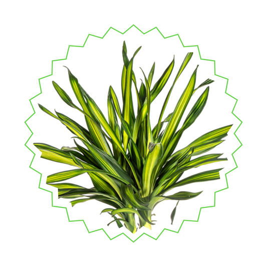 Drachenbaum "Rikki" - ⭥140cm