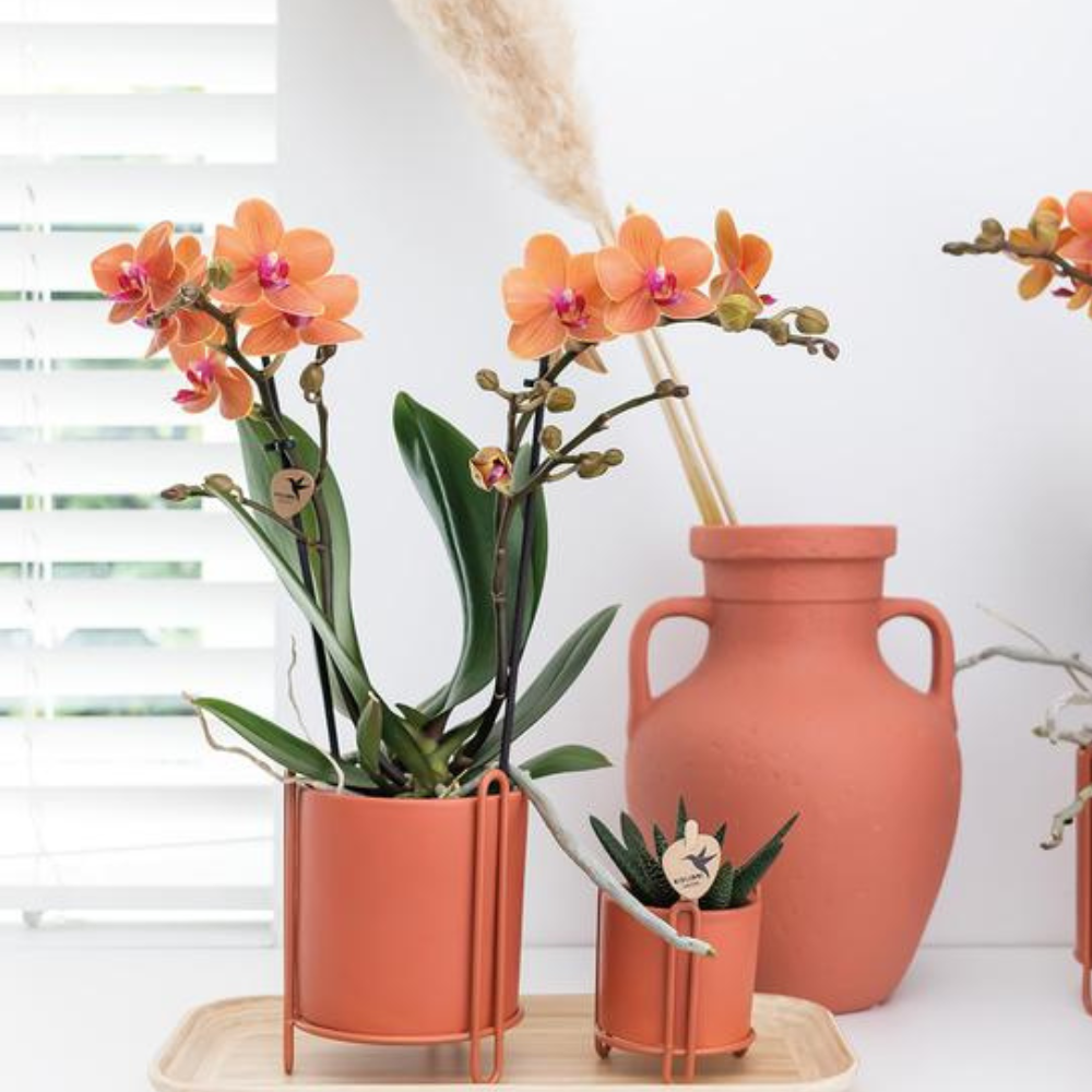 Orangene Orchidee "Bolzano" - ⭥35cm