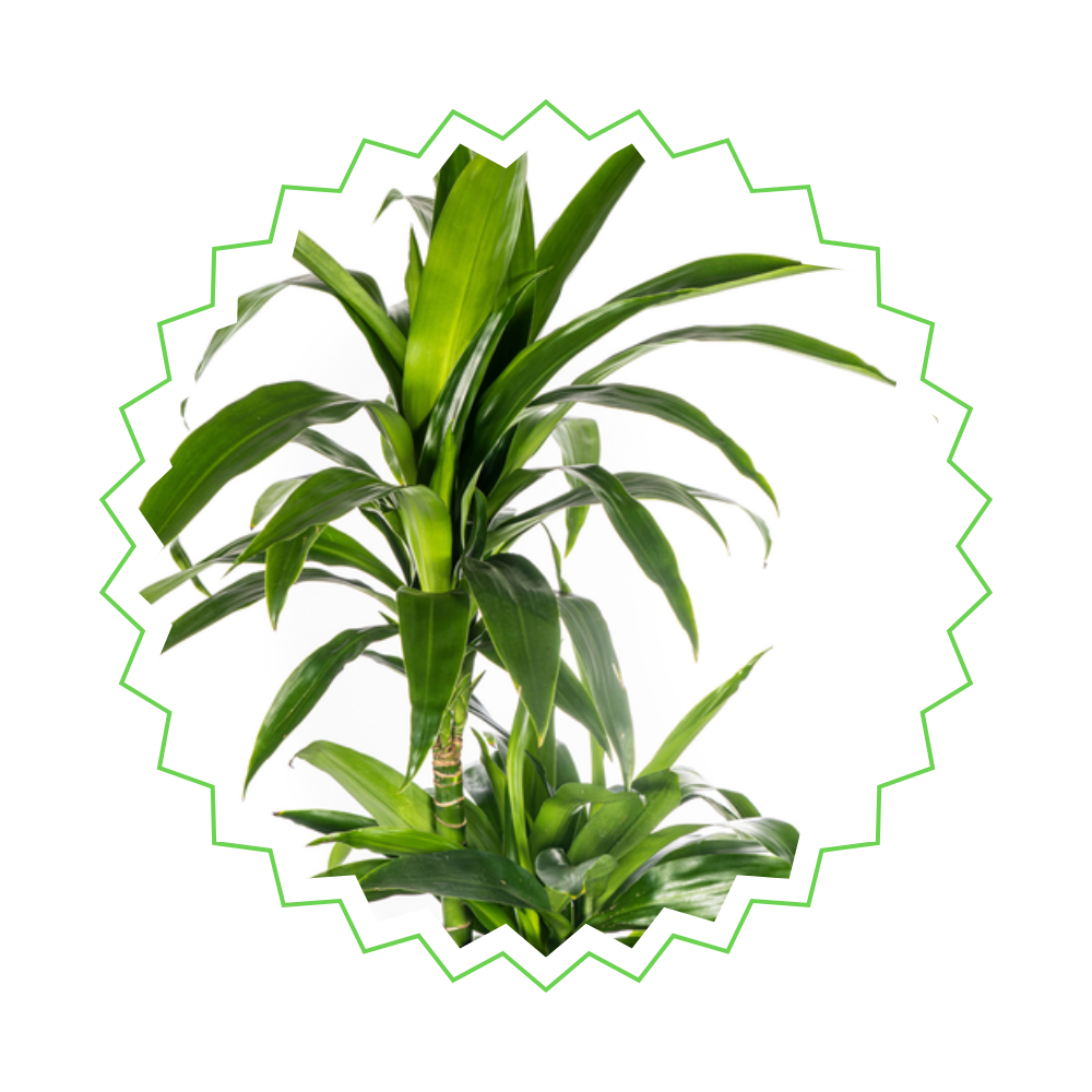 Dracaena Deremensis "Lisa" - ⭥140cm