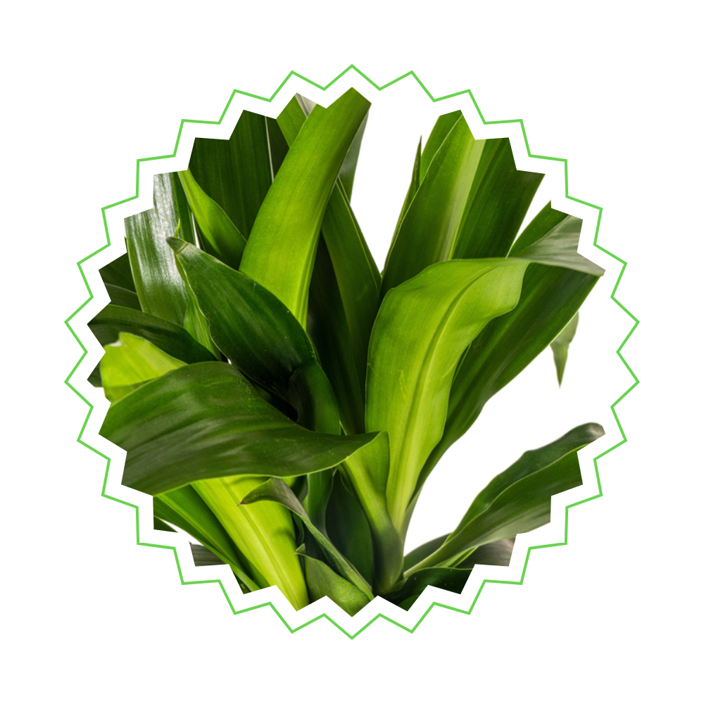 Dracaena Deremensis "Lisa" - ⭥80cm