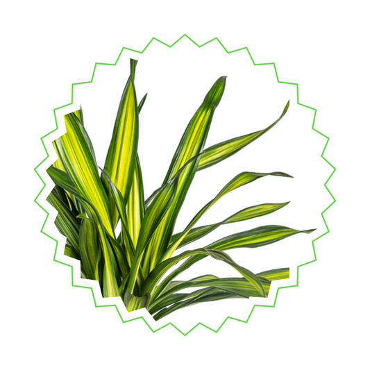 Drachenbaum "Rikki" - ⭥80cm