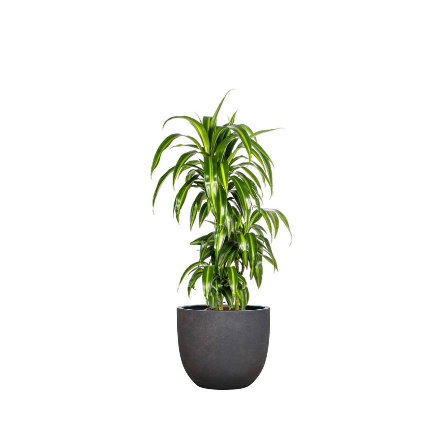 Dracaena Deremensis "Hawaiian Sunshine" - ⭥100cm