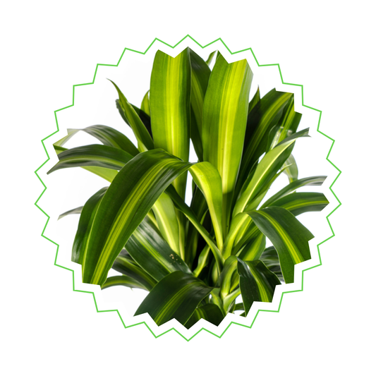 Dracaena Deremensis "Hawaiian Sunshine" - ⭥140cm