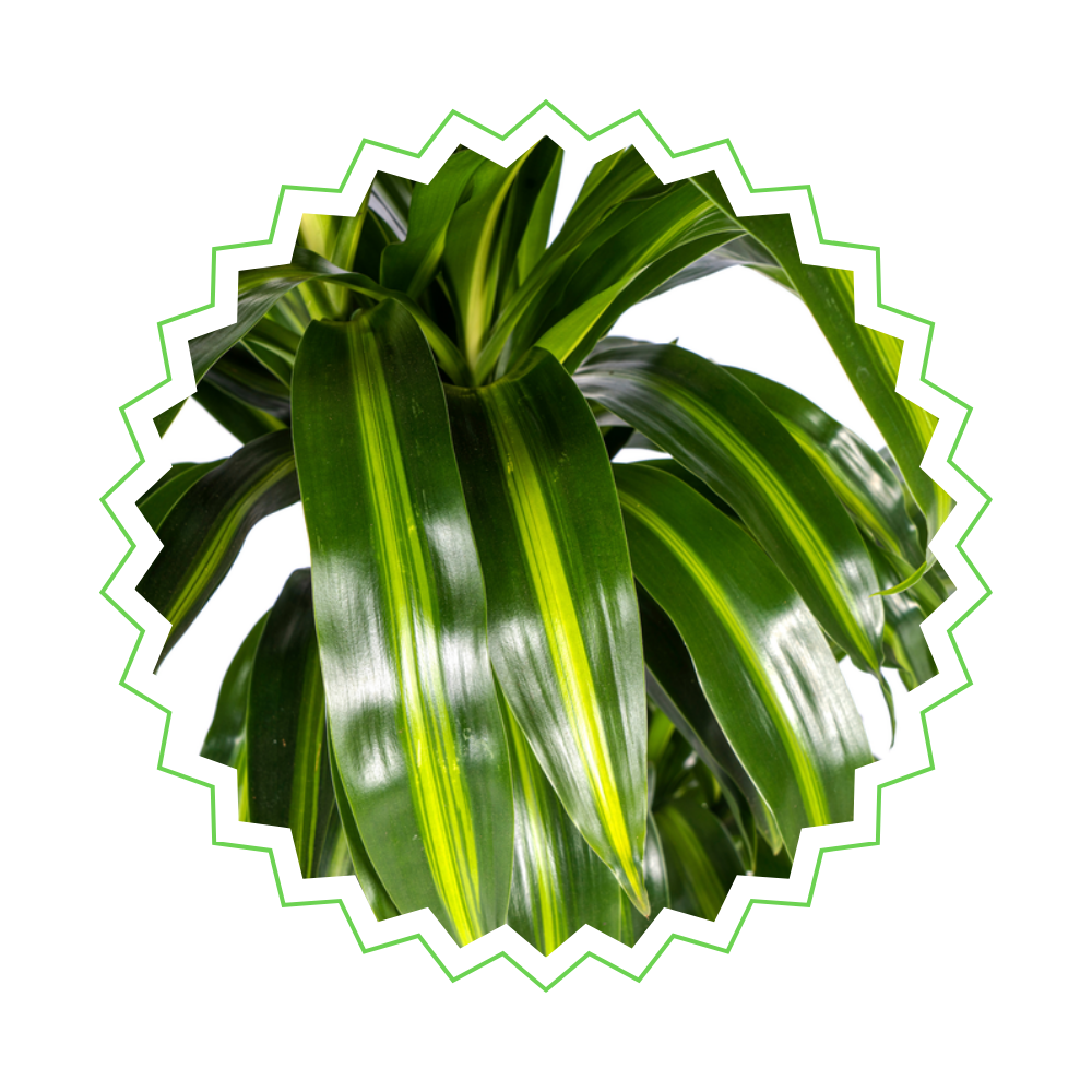 Dracaena Deremensis "Hawaiian Sunshine" - ⭥100cm