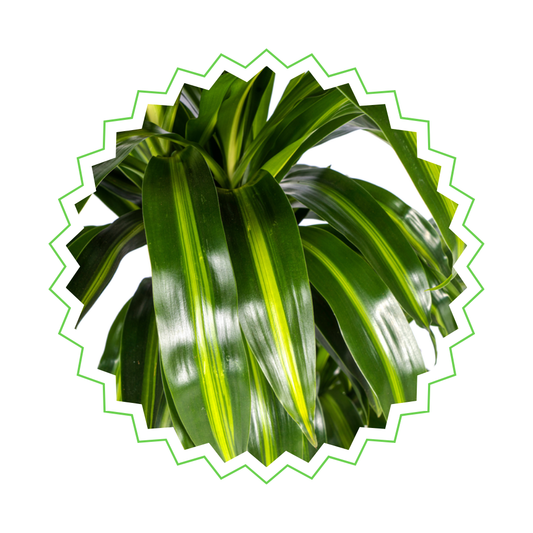 Drachenbaum "Hawaiian Sunshine" - ⭥100cm