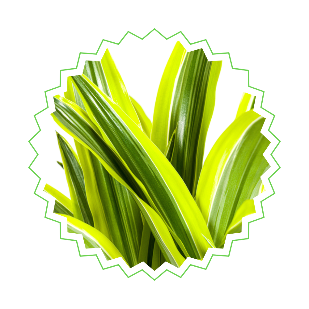 Dracaena Deremensis "Lemon Lime" - ⭥100cm