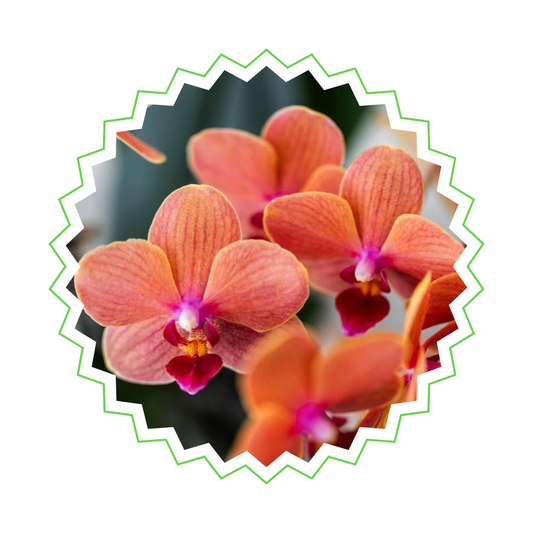 Orange Orchidee "Bolzano" - ⭥35cm - mit Ziertopf Bubble in Weiß