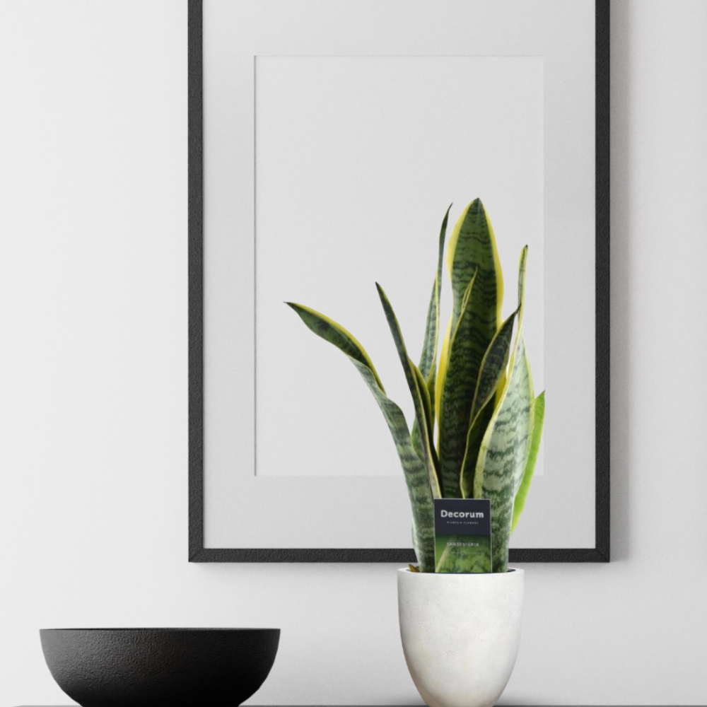 Sansevieria "Laurentii" - ⭥45cm