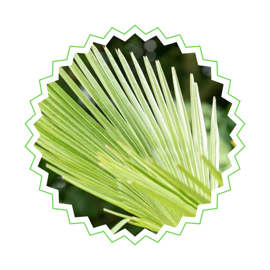 Trachycarpus Fortunei - "Chinesische Hanfpalme" - ⭥100cm