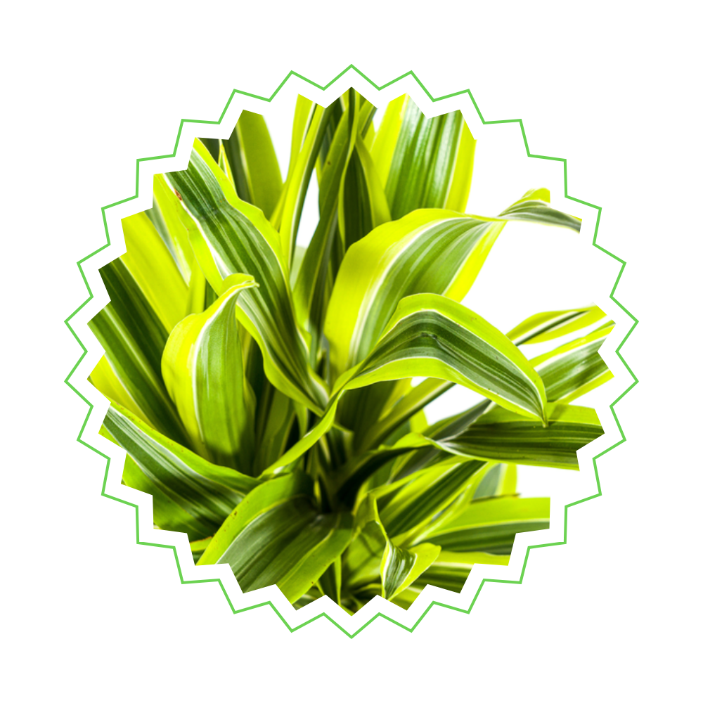 Dracaena Deremensis "Lemon Lime" - ⭥80cm