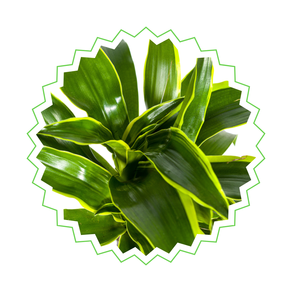 Dracaena Deremensis "Dorado" - ⭥80cm
