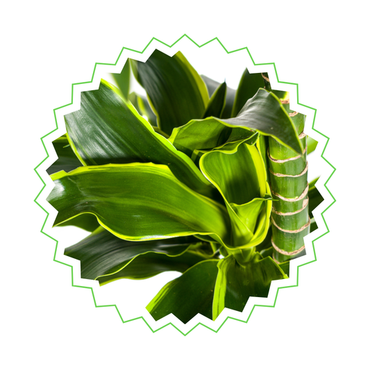 Drachenbaum "Dorado" - ⭥130cm